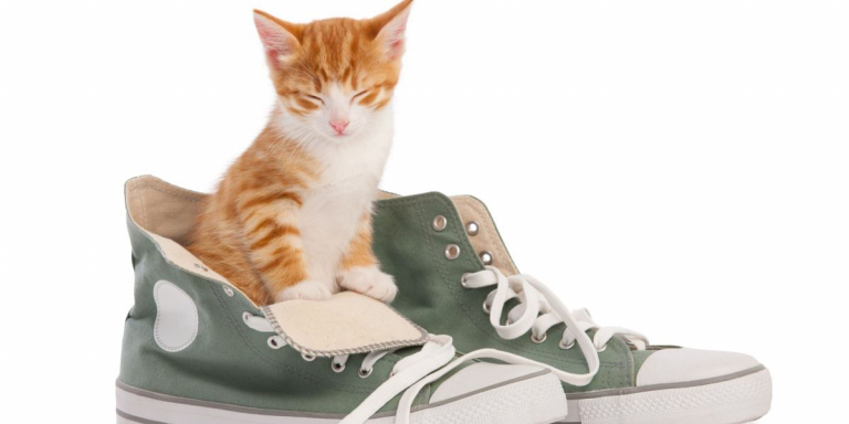 5 Reasons Why Cats Like Shoes So Much