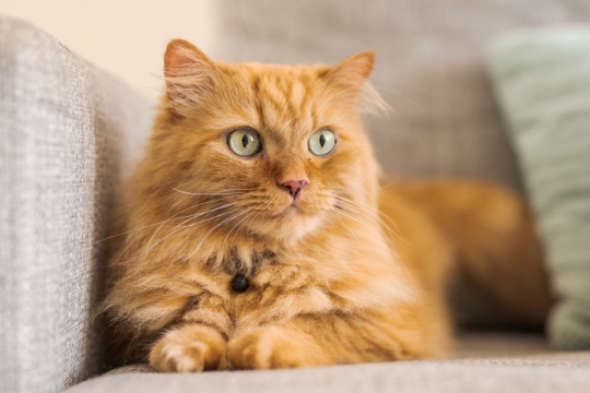 4 Simple Steps To Remove Cat Poop Stains