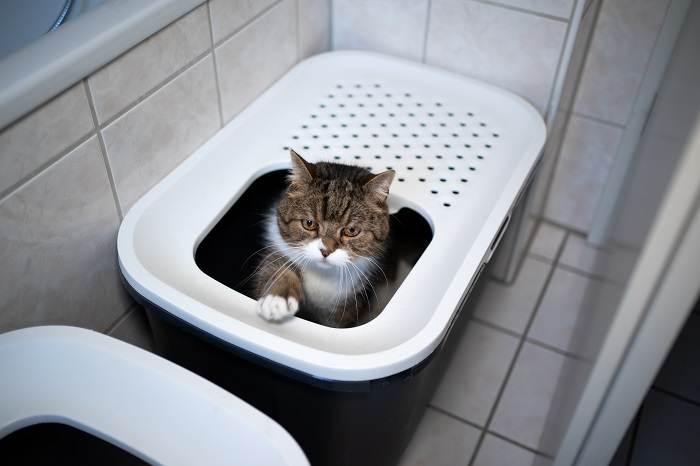 cat coming out after using litter box