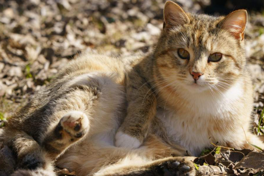 Why Do Cats Lie on Uncomfortable Things?