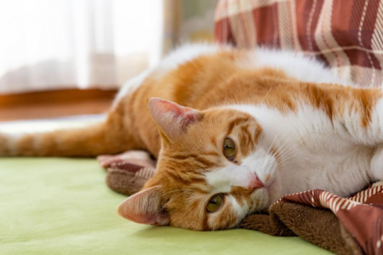 Ataxia in Cats: Causes, Symptoms, and Treatment