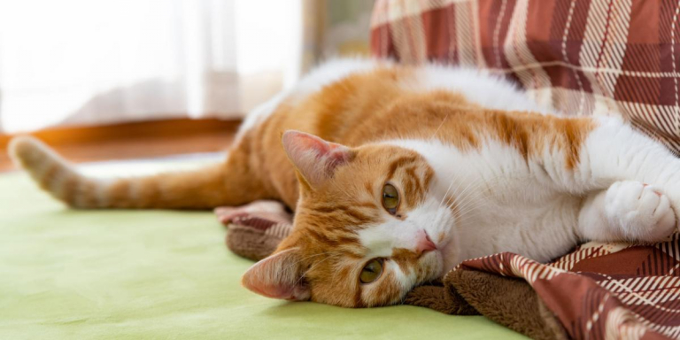 Ataxia in Cats: Causes, Symptoms, and Treatment