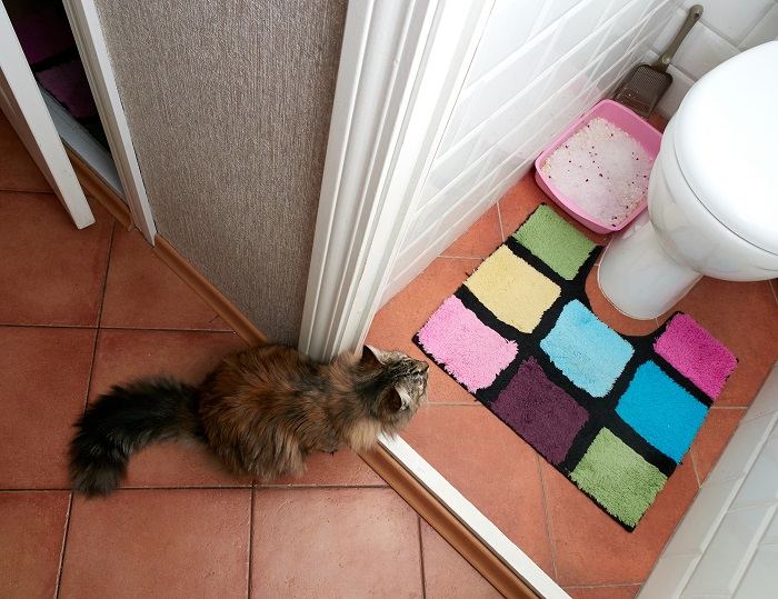 cat litter box near the toilet