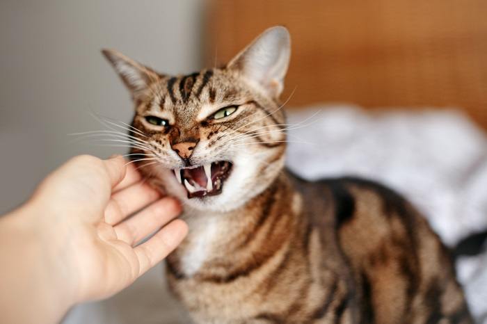 Frustrated-looking cat being petted