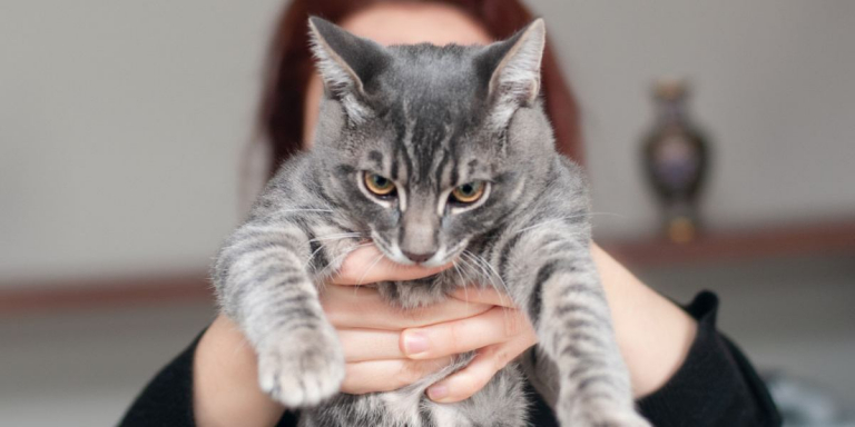 Why Does My Cat Not Like To Be Held?