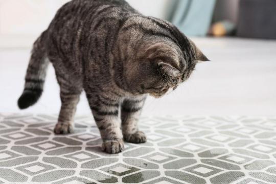 How To Stop a Cat From Peeing on the Carpet
