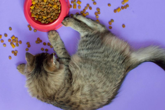 Why Do Cats Play With Their Food?