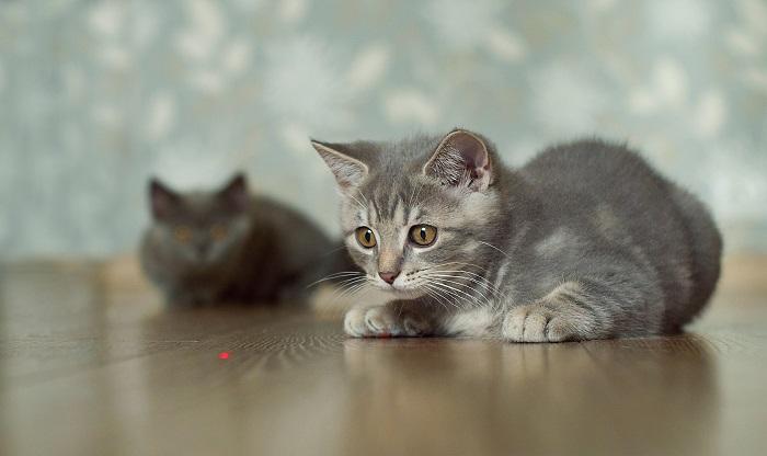 Cat playing with a laser toy.