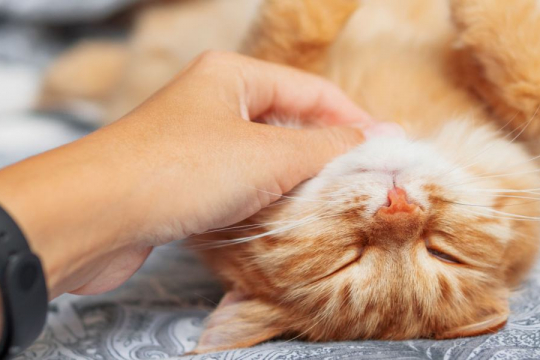 Why Do Cats Purr When They Sleep? A Vet Explains