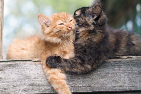 How Long Do Cats Remember Other Cats?