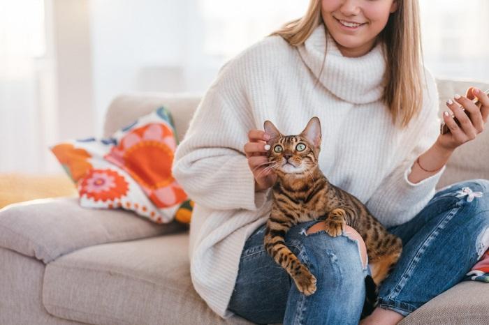 A serene cat seated on a person's lap, enjoying a peaceful and affectionate moment of bonding and comfort.