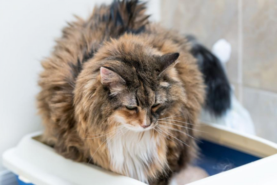 6 Reasons Cats Sit In Their Litter Box & When To Worry