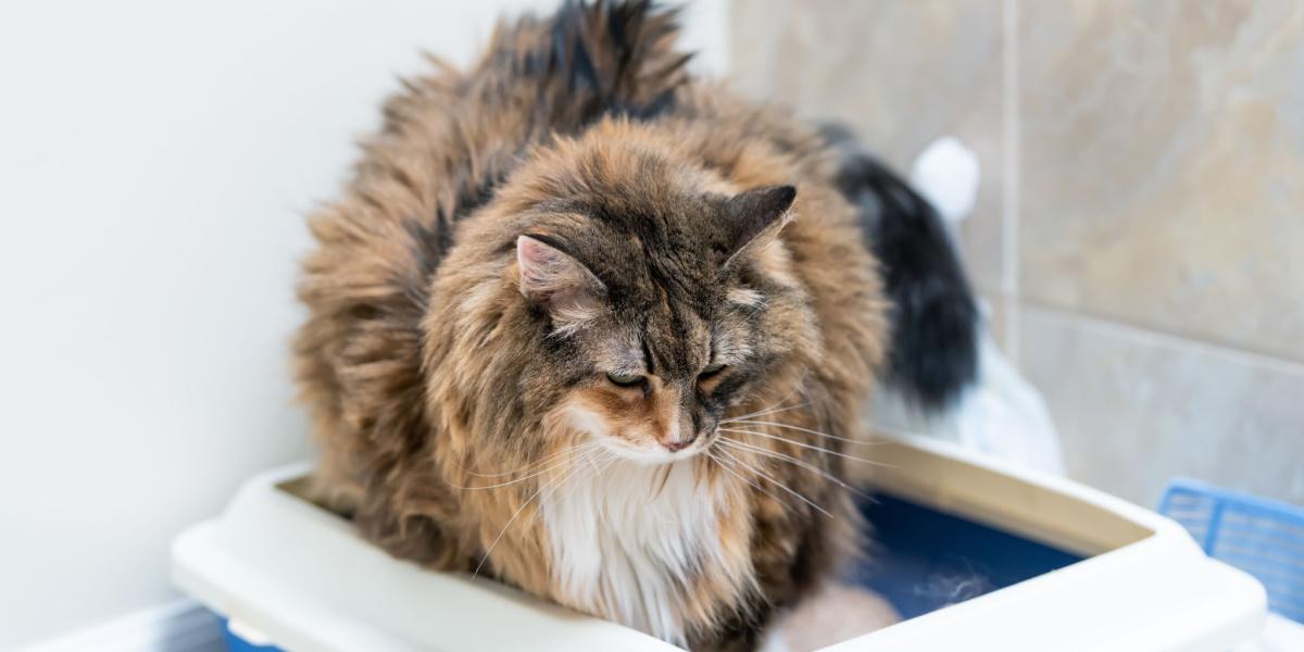 Cat pooping or peeing in a litter box.