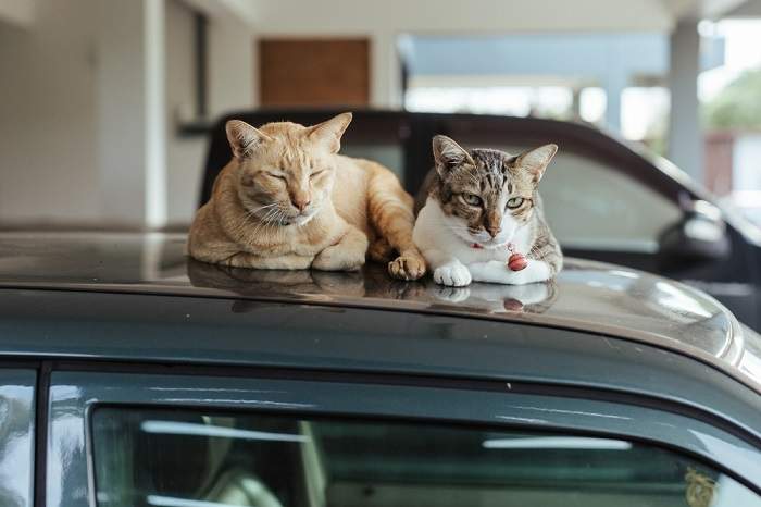 Image of a cat sleeping comfortably on the roof of a car, showcasing feline curiosity and their ability to find cozy spots for relaxation.