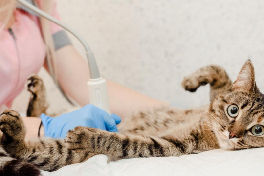Ultrasound for Cats: Costs & How It Works