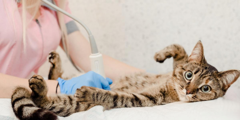 Ultrasound for Cats: Costs & How It Works