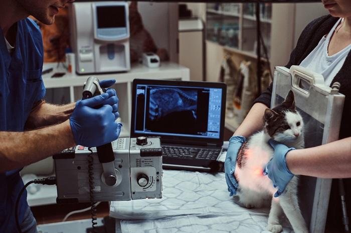 Image showing a veterinary radiograph (X-ray) of a cat.