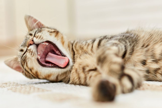 Why Do Cats Yawn?