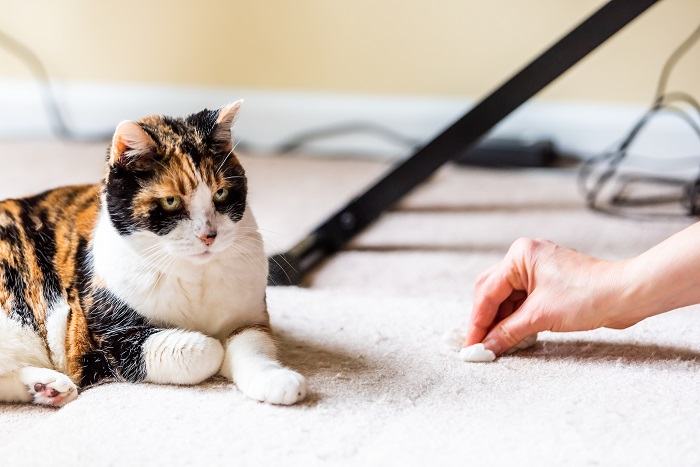 cat vomit in the carpet