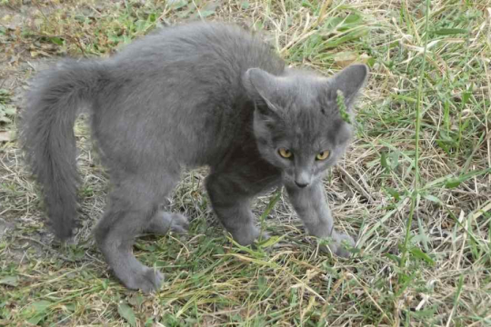 Why Do Cats Crab Walk: Here's What It Means