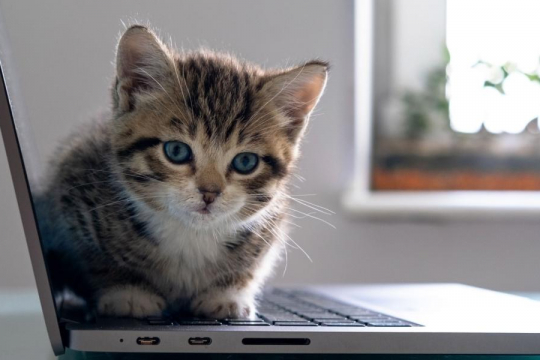 Why Do Cats Sit On Laptops?