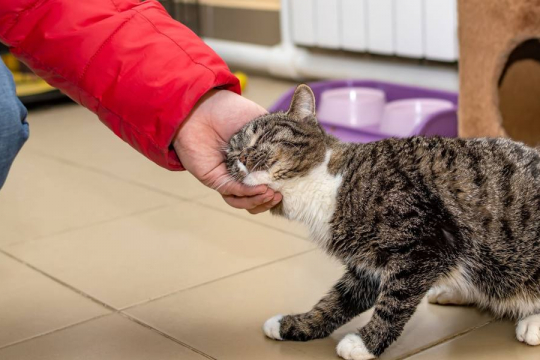 Why Does My Cat Headbutt Me?