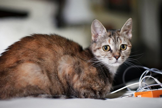 Is Your Cat Lonely? These 7 Signs Will Help You Find Out