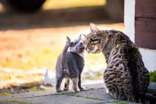 Do Mother Cats Discipline Their Kittens? A Veterinarian Explains