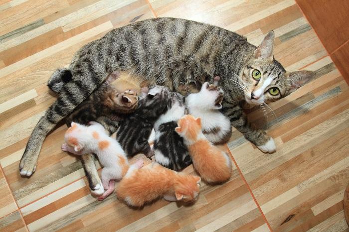 Newborn kitten