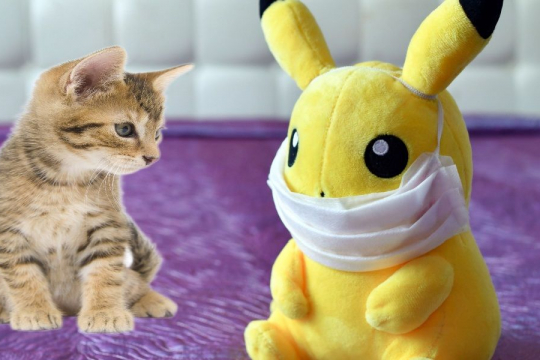 150 Cute Pokemon Names For Cats With Meanings