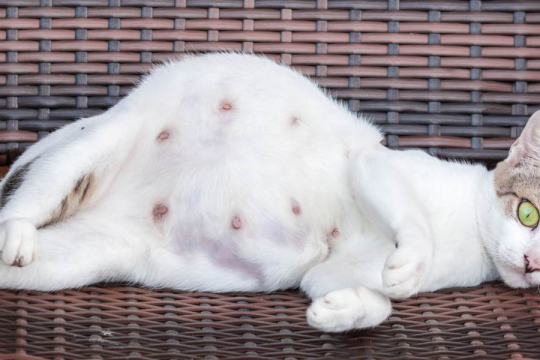 Nesting Behavior in Cats: What It Is and Why They Do It