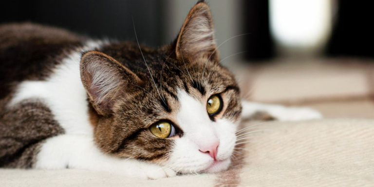 7 Ways You Might Be Hurting Your Cat’s Feelings