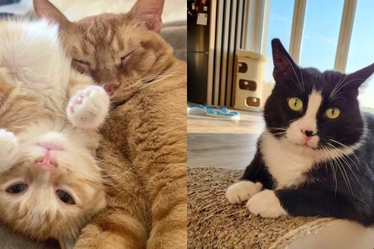 10 Signs Your Cat Really Does Trust You