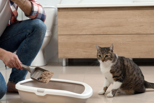 Why Does My Cat’s Poop Smell So Bad? How To Help
