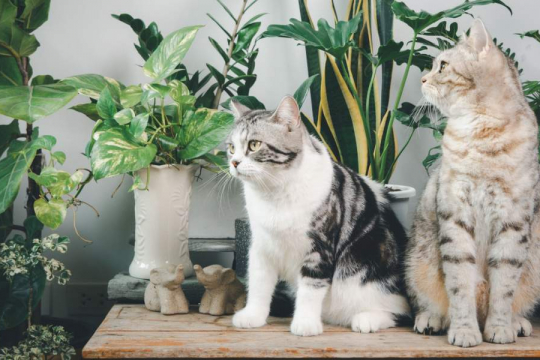 10 Hacks To Keep Cats Away From Plants