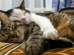 Two cats peacefully sleeping side by side