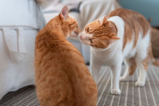 Why Is My Cat Sniffing Everything All of a Sudden?