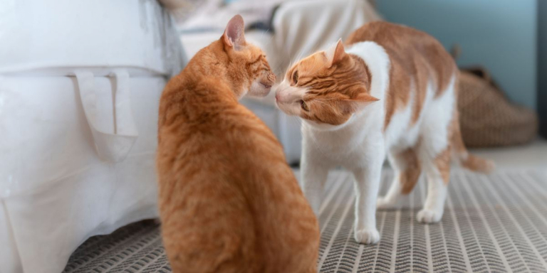 Why Is My Cat Sniffing Everything All of a Sudden?