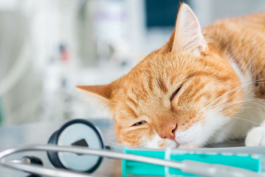 Concussions in Cats: Overview, Signs & Treatment