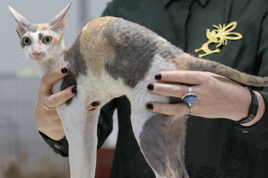 Why Is My Cat Thin at the Back End?