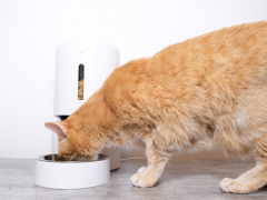 petlibro granary automatic feeder featured image