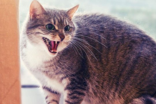 10 Causes of Aggression in Cats and How To Help