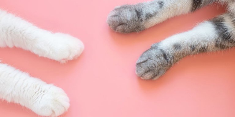 10 Fascinating Facts About Your Cat’s Paws