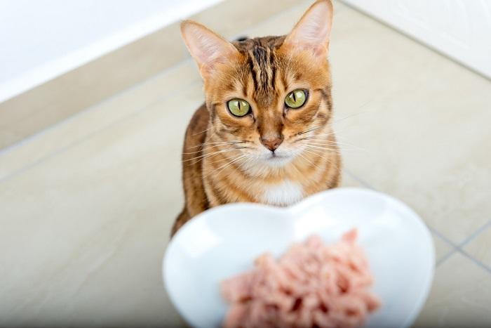 Bengal cat eating tuna.
