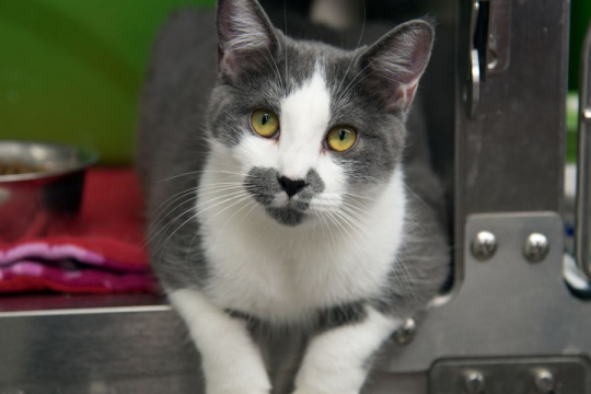 Taurine for Cats: Overview, Dosage & Side Effects