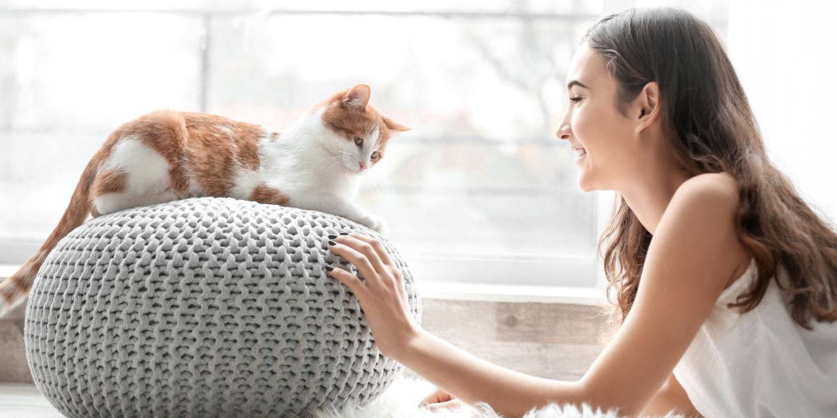 Cat interacting with a person