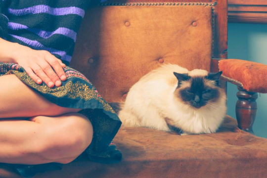 Can Cats Sense if You Don't Like Them?