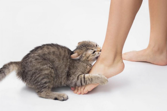 How To Stop Your Cat Attacking Your Ankles