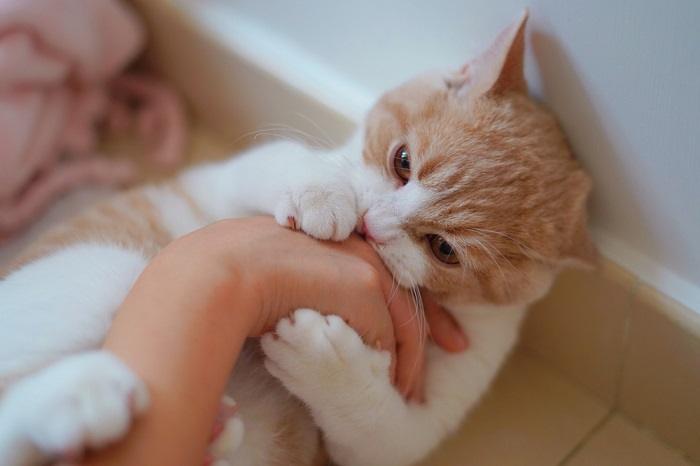 Image of a cat biting a woman's hand.