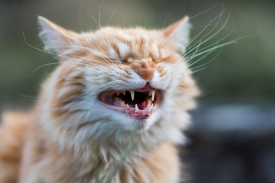 My Cat Cries When My Husband Leaves